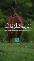Beautyfull bied and tilawat.e. Quran holly quran