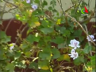 el Mechouar 11 المسلسل الجزائري المشوار الحلقة