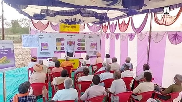 Shriram Super 111 Wheat Seeds: Live Field Showcase
