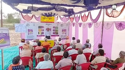 Shriram Super 111 Wheat Seeds: Live Field Showcase