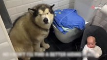 Wielki malamut w prześmieszny sposób próbuje uniknąć kąpieli (video)