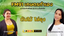 ต้นไม้ไล่ยุง : FM91 เกษตรทำเอง : 16 มิถุนายน 2567