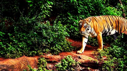 The Royal Bengal Tiger