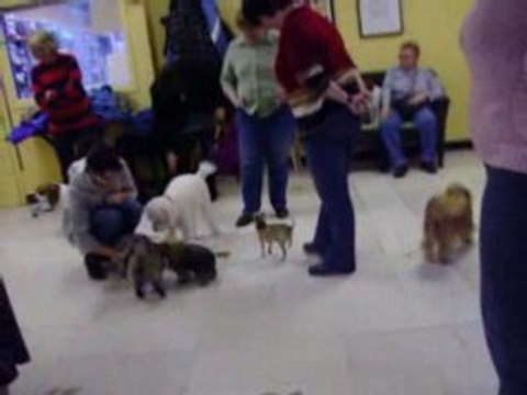 Petits chiens local sdc.com