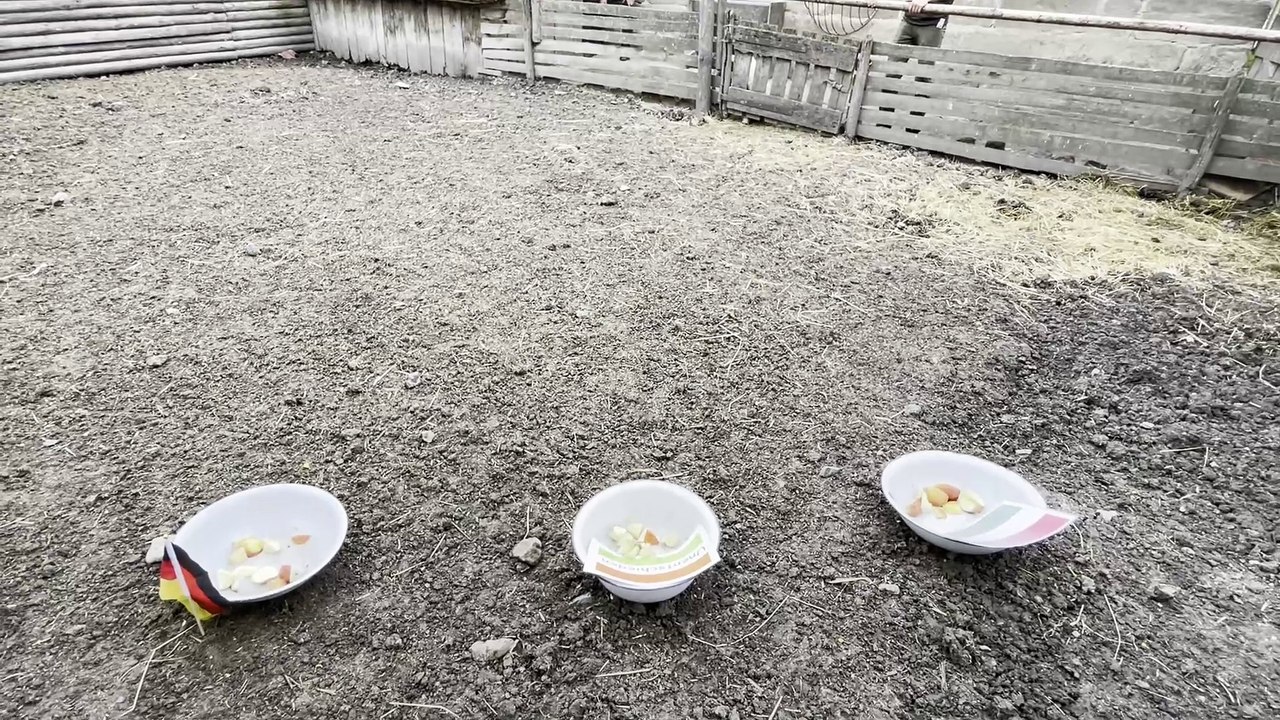 Em-orakel ferkelchen - ungarn