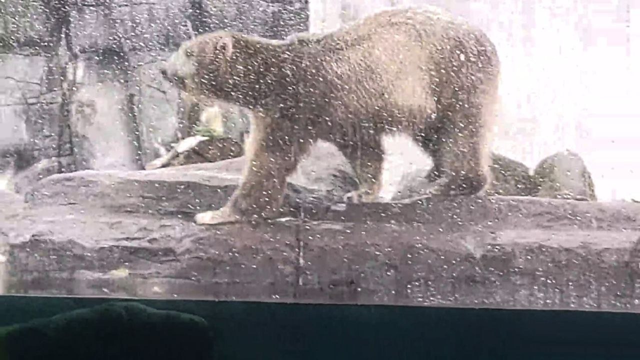 Lustiges Video eines Eisbären, der den Mut aufbringt, in den Pool zu springen