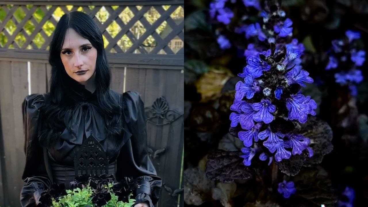 'Ich habe 6.000 Dollar für meinen Gothic-Garten im Stil der Addams Family ausgegeben - ich züchte nur schwarze Pflanzen'