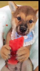 funny cute cats and dogs❤❤❤, #viral #funnyvideo #trending #reels