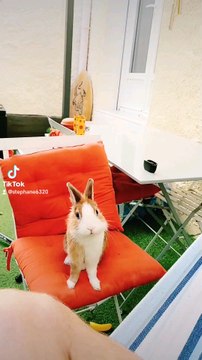 Nourris logé blanchis