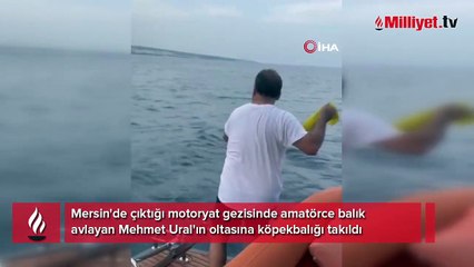 Oltayı çekince şaşkına döndü! Amatör balıkçıya köpekbalığı şoku