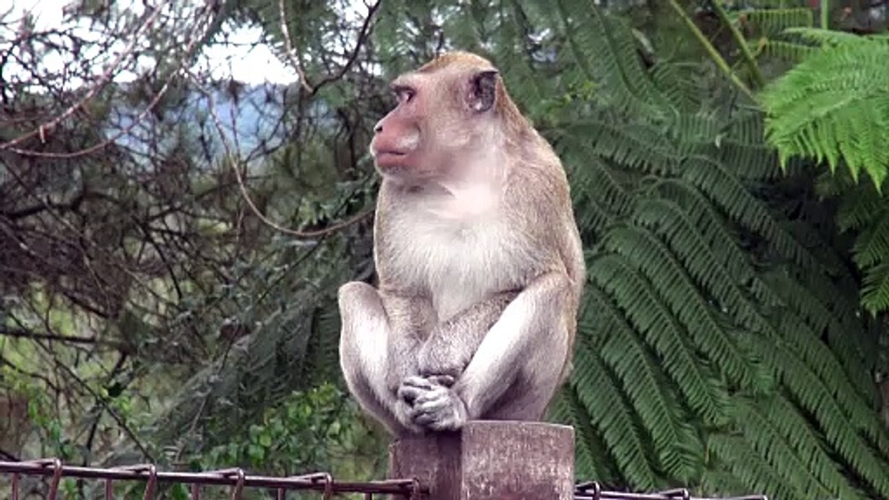 Active Monkey