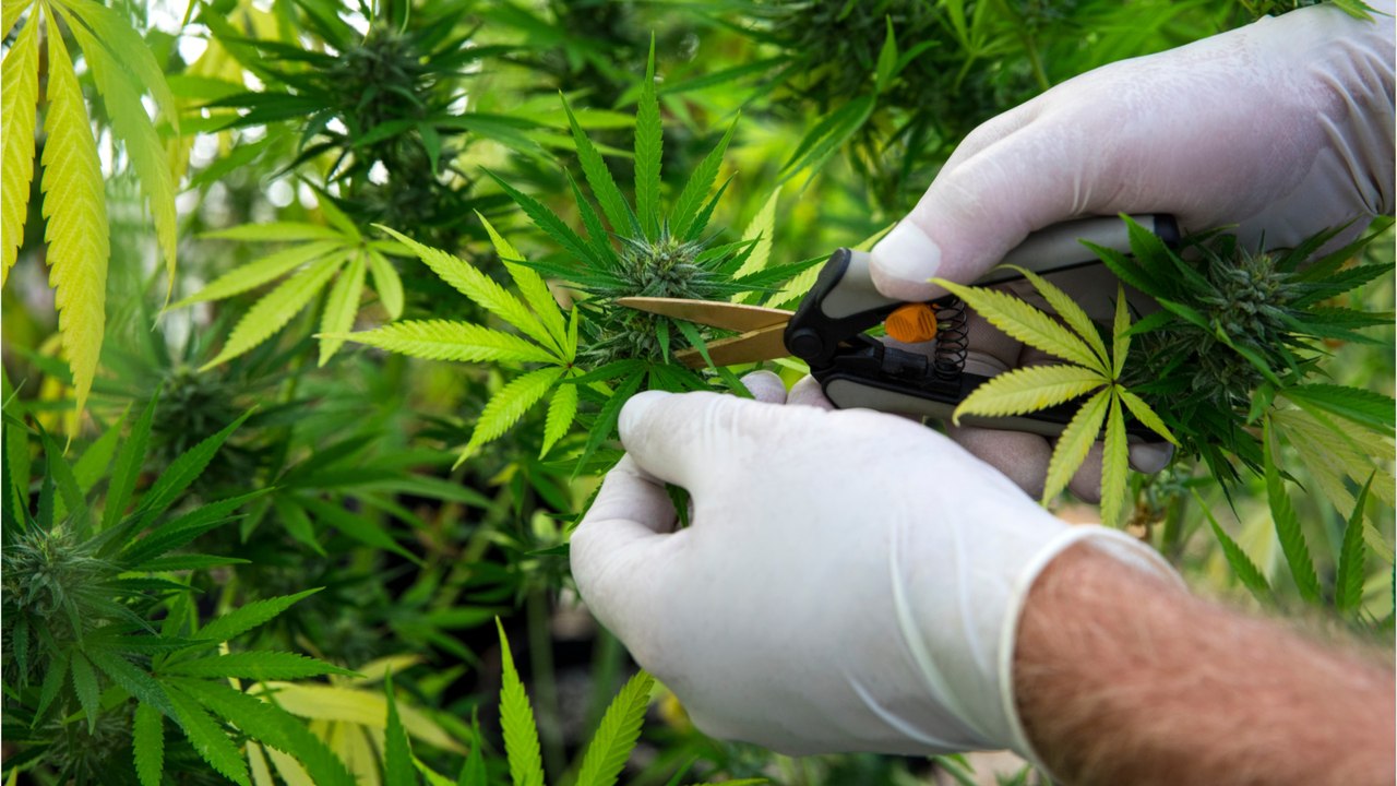 Rente, Cannabis, Getränkedeckel: Das ändert sich im Juli