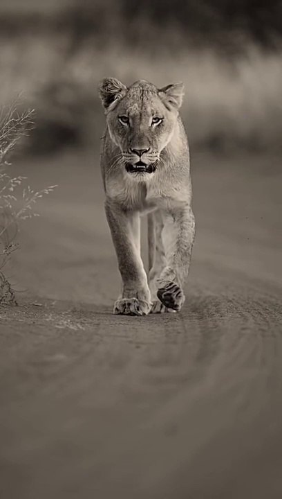 The King