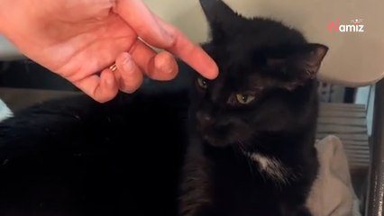 Ce chat est au refuge depuis 5 ans : l'association espère attirer l'attention sur lui grâce à une vidéo TikTok