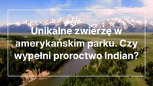 Unikalne zwierzę w amerykańskim parku. Czy wypełni proroctwo Indian?