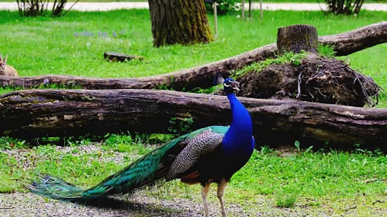 Beautiful bird