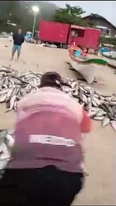 Lanço na madrugada garante uma das maiores capturas de tainha da temporada em Florianópolis