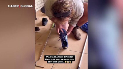 Ayakkabıdan çıkan uzun yılan şoke etti: "Kimse nasıl sığdığını anlamadı"
