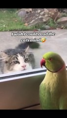 I wish I could read the cats mind 