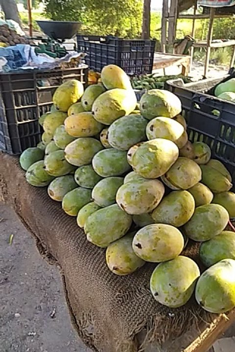Mangos