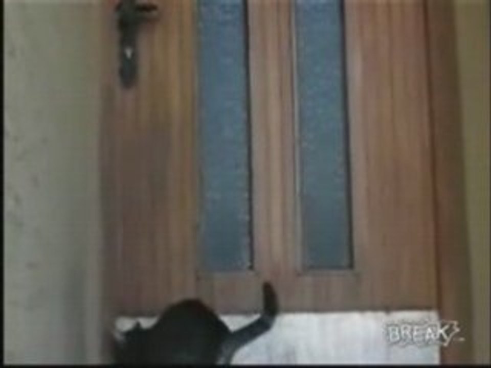 Smart Cat Opens Front Door