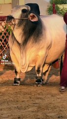 export_1718629308971