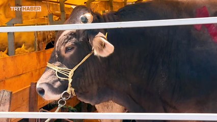 Kurban, birlik ve beraberliği simgeliyor