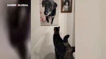 Vefat eden köpeği özleyen kedi onun resmine dakikalarca böyle dokundu