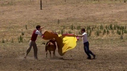 Almeida se atreve a torear una vaquilla y muestra su habilidad con el capote