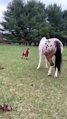 #horses #short#funny#