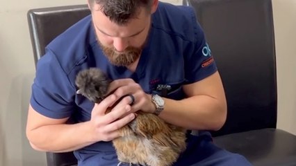 From Giraffes to Dogs, This Animal Chiropractor is in High Demand