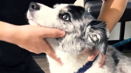 Meet the chiropractor who's helped over 20,000 animals including a tiger