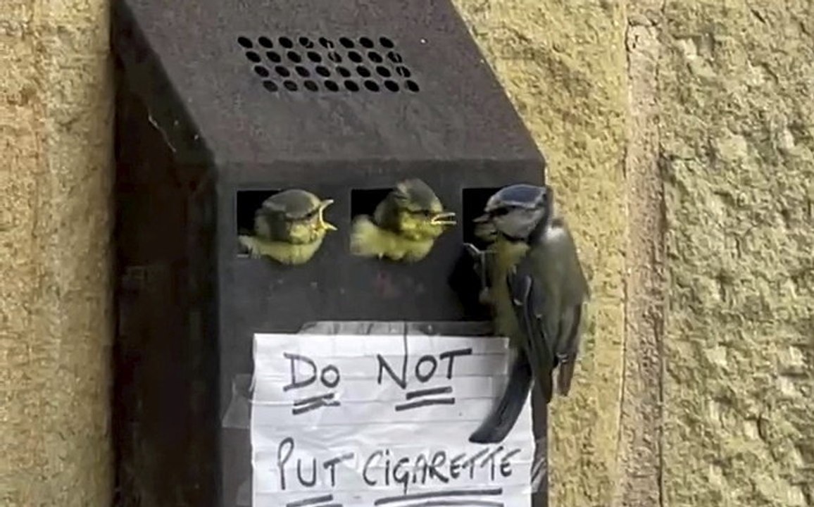 Adorable family of blue tits turn town hall BIN into their home