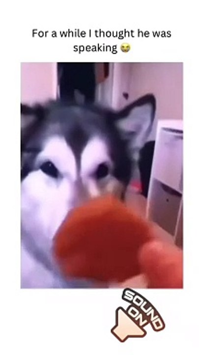 Ultimate Funny Dog Video Compilation!