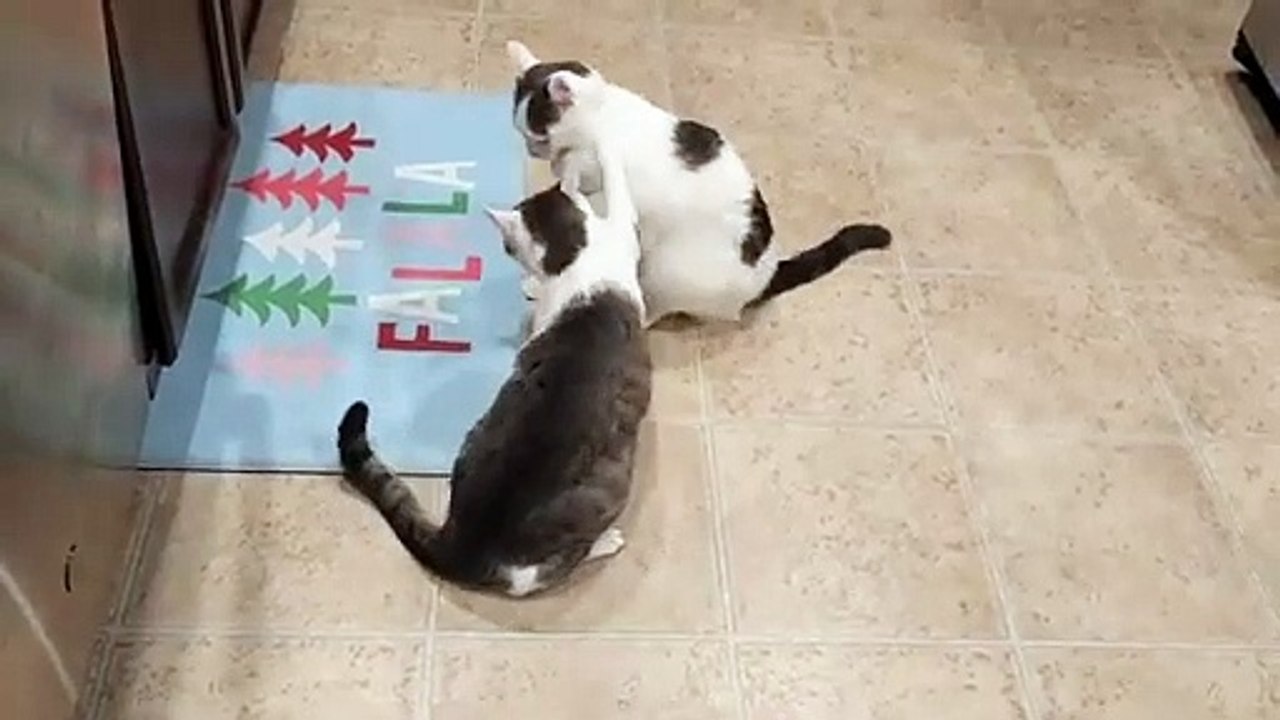 Cats Kitchen War