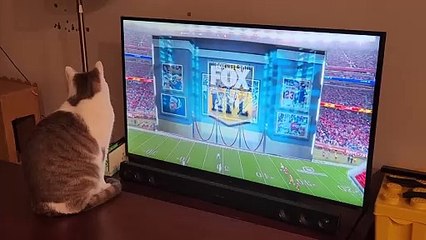 Cat Watches NFL Football Final