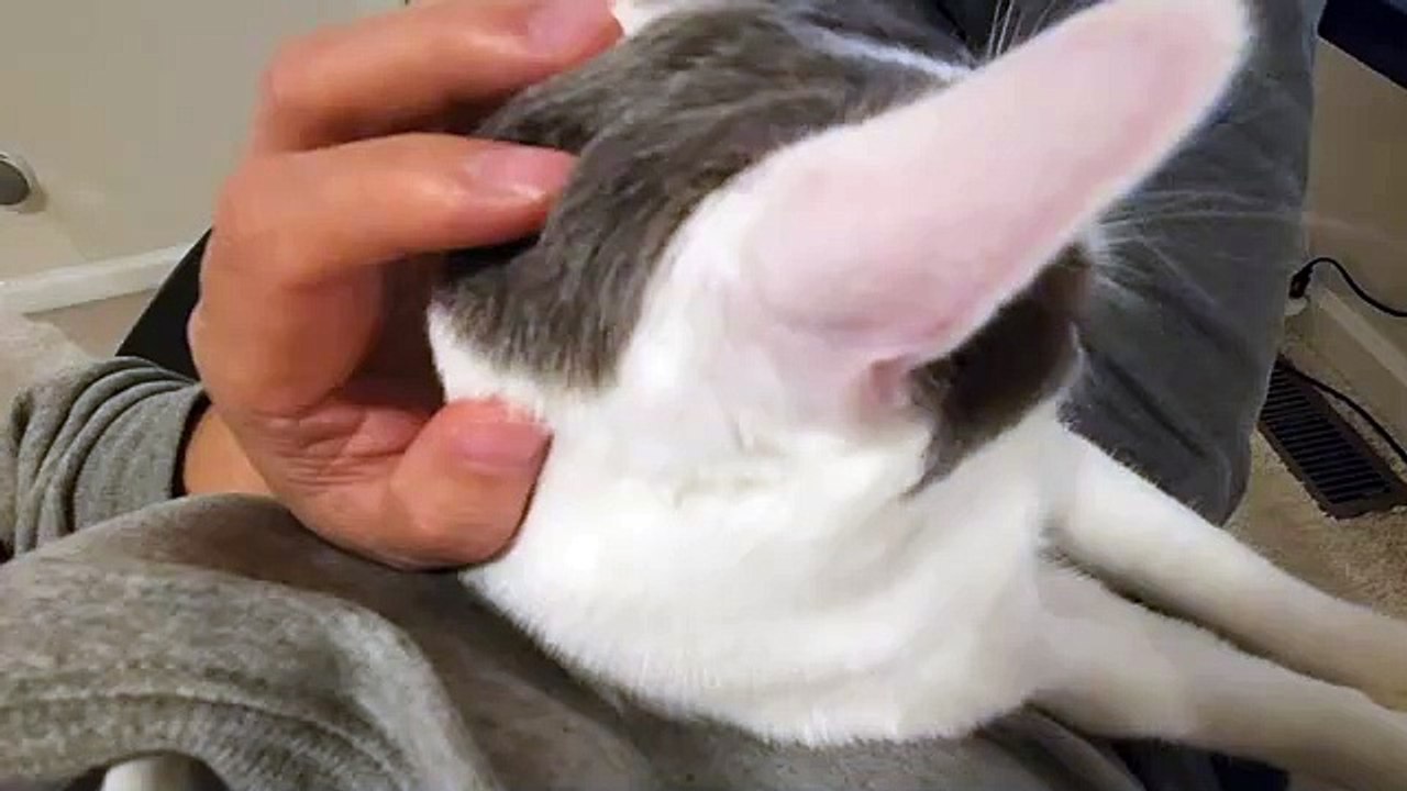 Cat Falls Into Sleep Within Seconds