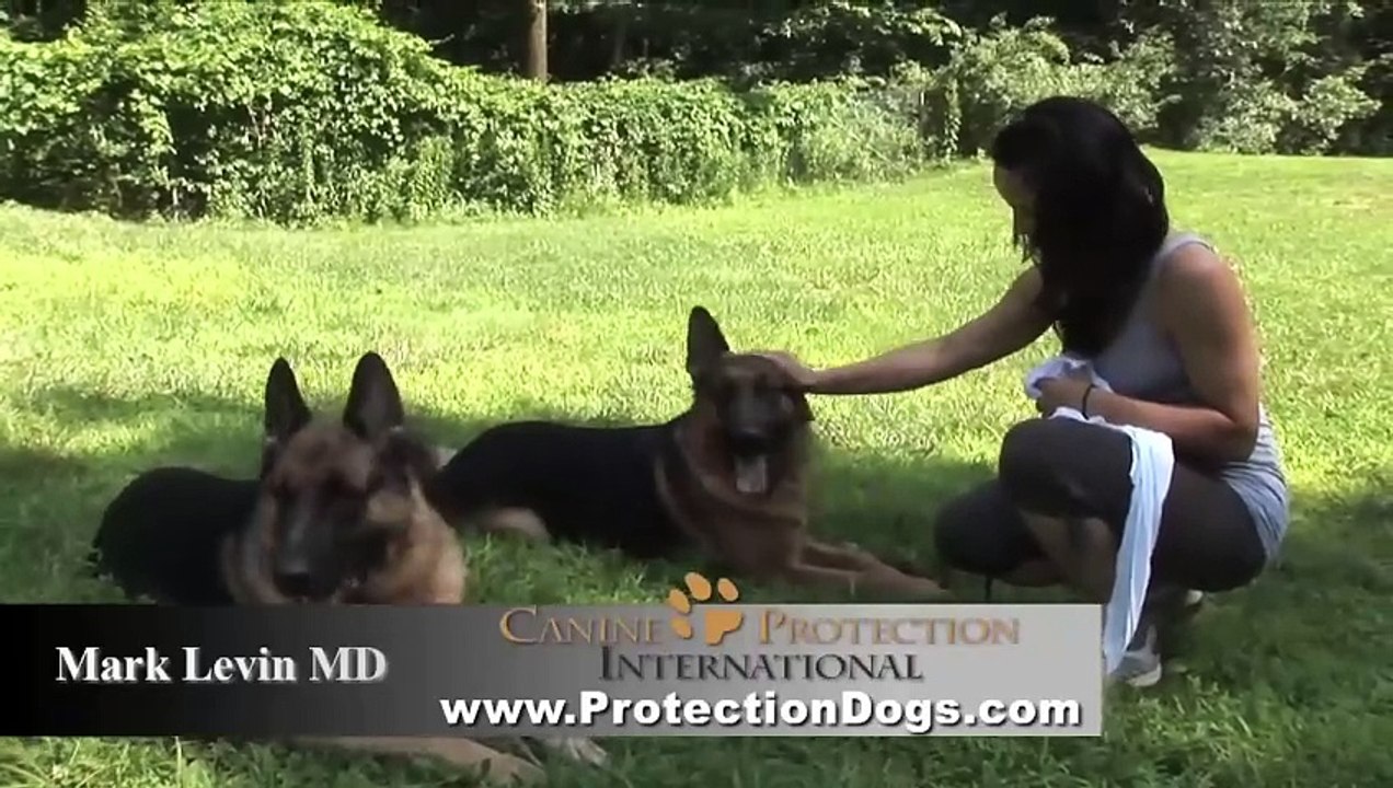 Unleashed Obedience Walking Two German Shepherds Down the Road in Boston