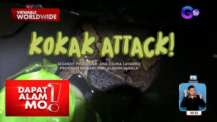 Mga palaka sa Occidental Mindoro, tila nagsisilbing alarm clock?! | Dapat Alam Mo!