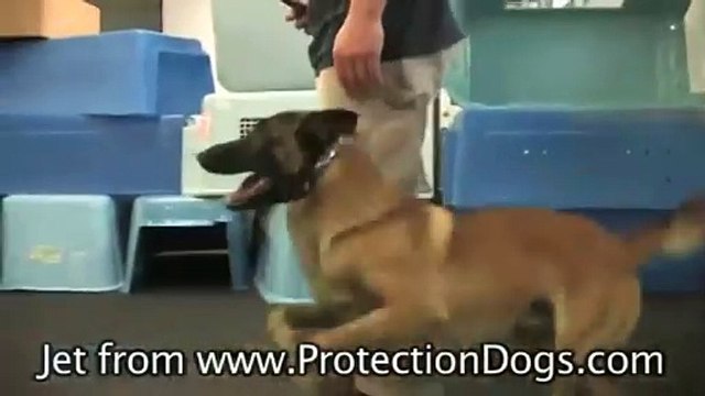 Commanding Protection Dog Eyewitness the Instant Aggression of a Trained Protection Dog