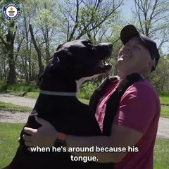 Cão de 97 centímetros recebe título de cachorro mais alto do mundo