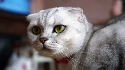 Cute 4K Cat Video 🐱