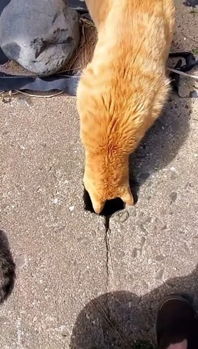 Funny Cat  #cat #cats #catshorts #catvideos #catlovers #catlover #catsofinstagram #usa #usacats