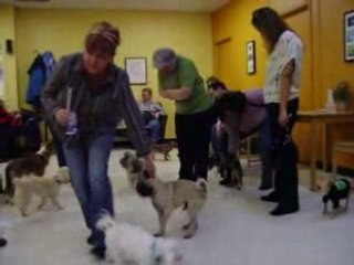 local sdc petits chiens 6