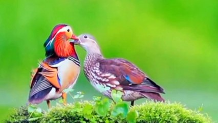 Thôi xin đừng trách Sáo sang Sông - Tác giả Hồng Xương Long