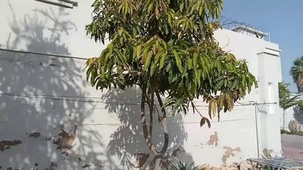 Grow Mango tree from Cutting आम के पेड़ को काटकर उगायेंaam ke ped ko kaatakar ugaayen #mango #plant