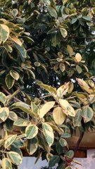 Beauty of ficus plant