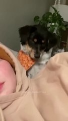 Big_funny__#shortfunny_#shortvideo_#viral#dailymotion#