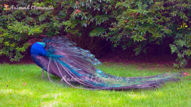 The most mischievous animals: monkeys, cats, lions, cows, dogs