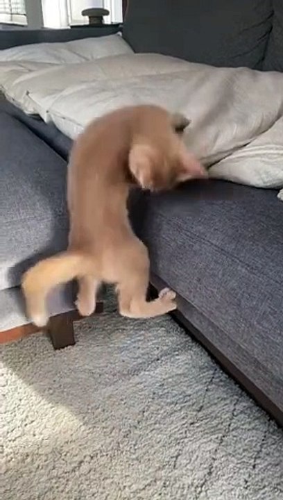 Cats Lover Cats Lover Funyy Cats #cat #cats #catlover #catlovers #v #viral #viralvideo #viraltiktok #usa #fyp @pk